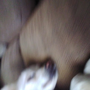 Meet your Posher, Bella